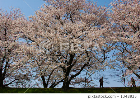 Cherry blossoms at fine weather - Look up from the front 1348925