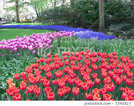 鬱金香花園 鬱金香花園 1348927
