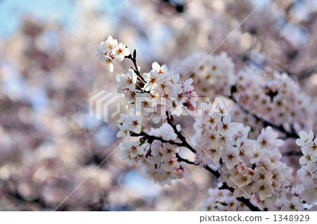 櫻花在早春 櫻花在早春 1348929