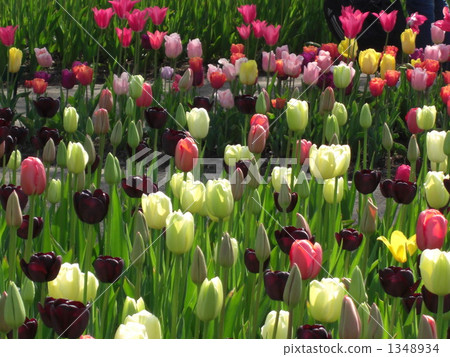 Tulip Tulip 1348934