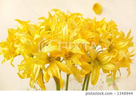 蘭花花束 蘭花花束 1348944
