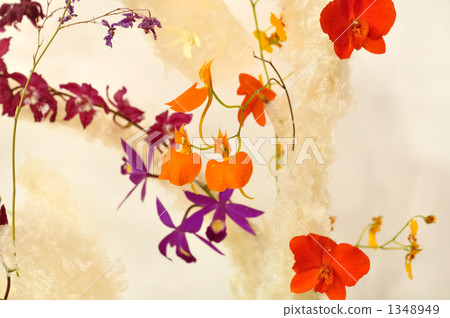 一朵小蘭花 一朵小蘭花 1348949