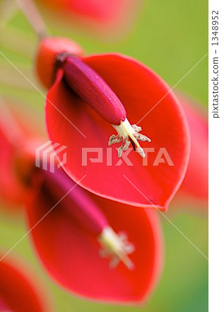 戴戈 刺桐 雞冠刺桐 1348952