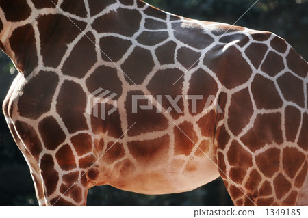 Giraffe mesh pattern 1349185
