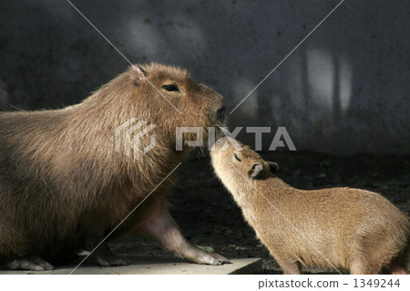 Capybara parent and child Capybara parent and child 1349244