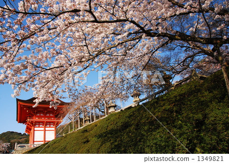 櫻花 櫻花 1349821