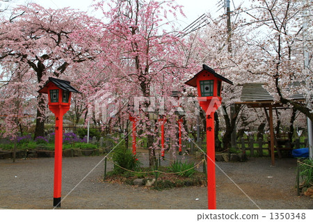 Hirano Shrine 1350348