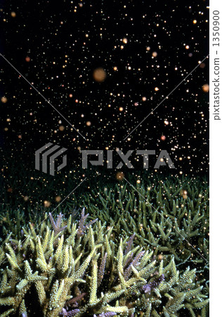 產卵的珊瑚 1350900