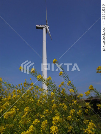 風力發電和油菜花 風力發電和油菜花 1351029