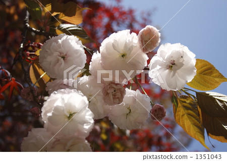 雙櫻花 雙櫻花 1351043