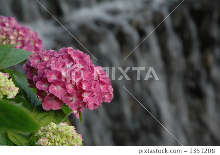 Hydrangea flowering on the waterfall Hydrangea flowering on the waterfall 1351208