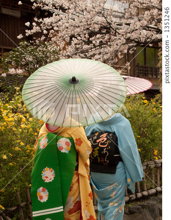 Maiko's cherry-blossom viewing 1351246