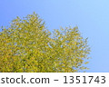 bamboo, afternoon, yellow-green 1351743