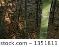 bamboo, light and shadow, bamboo shoot 1351811