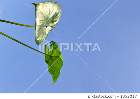 Kwazu imo Kwazu imo 1352017