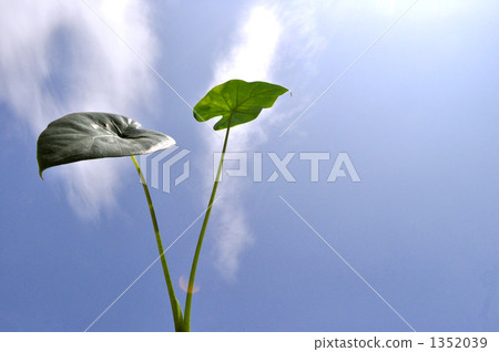 Kwazu imo Kwazu imo 1352039