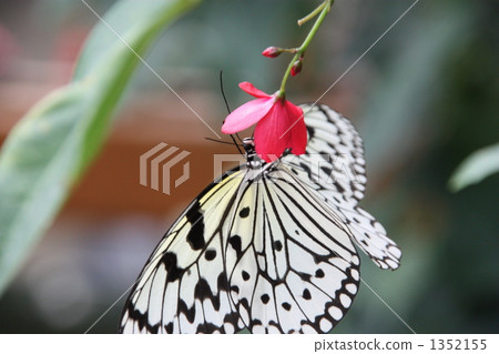 Flowering red flowers and red flowers 1352155