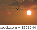 海鷗 1352244