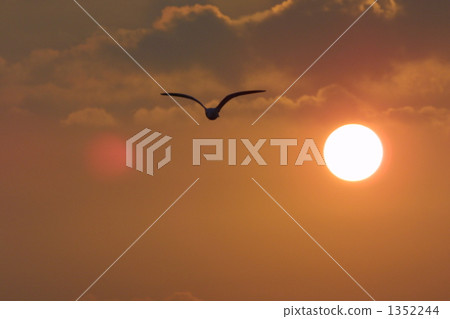 海鷗 海鷗 1352244