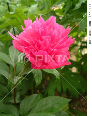 Flashy Flashy 1352445