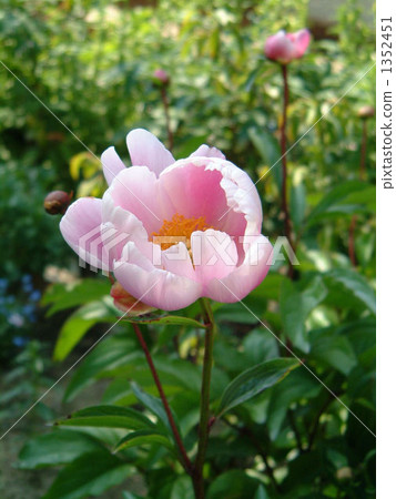 Blooming Blooming 1352451