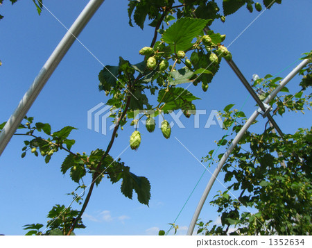 hop, hops, blank expression 1352634