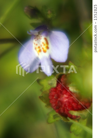 山毛櫸豆和重米草莓 1352825