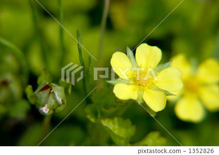 Hevietichigo花和果子 1352826