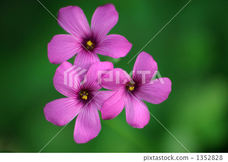 圓形蝴蝶 1352828