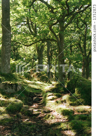 Lake District Forest 1352873