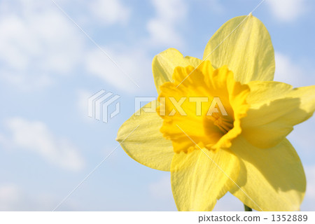 Trumpet daffodil 1352889