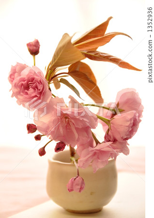 Yaezakura的Ikebana Yaezakura的Ikebana 1352936