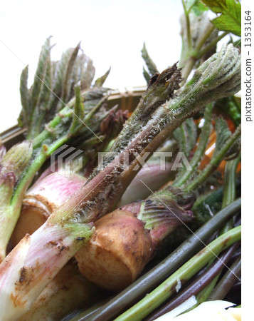 Mountain Udo和Warabi B. Mountain Udo和Warabi B. 1353164