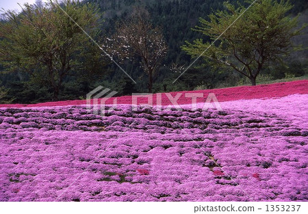 馬賽克櫻桃樹的一面 1353237