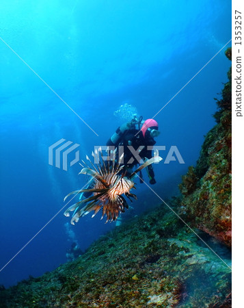 戴水肺潛水 獅子魚 魔鬼蓑鲉 1353257