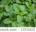 Budding of lemon balm 1353422