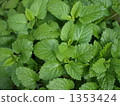 Budding of lemon balm 1353424