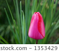 Tulip 1353429