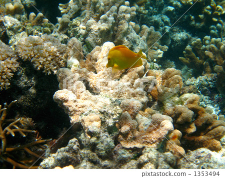 Kairohagi 260 1353494