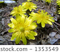 adonis ramosa, vernal flowers, yellow 1353549