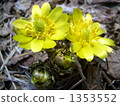 adonis ramosa, vernal flowers, bloom 1353552