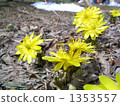 adonis ramosa, vernal flowers, bee 1353557