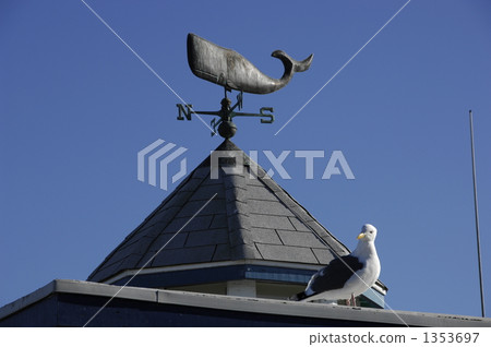 Seagulls and windmasters 1353697