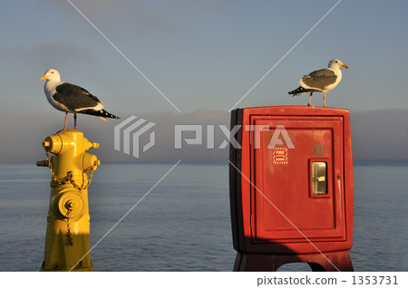 Seagull of the setting sun Seagull of the setting sun 1353731