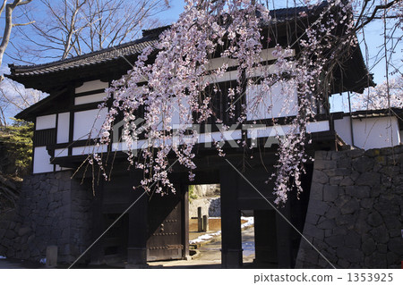Cherry blossoms at Nagano Komoro Hokuseikoen 1353925