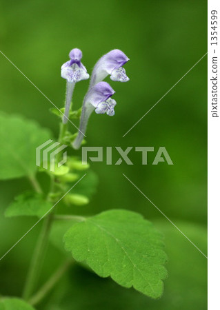 黃芩屬 黃芩秈 白蘇 1354599