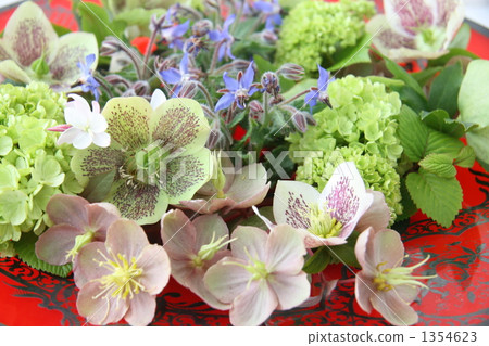 christmas rose, borage, japanese snowball (flower) 1354623