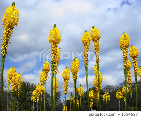 Bourbonella flowers Bourbonella flowers 1354657