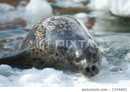 ice surface, seal, asahiyama zoo 1354661