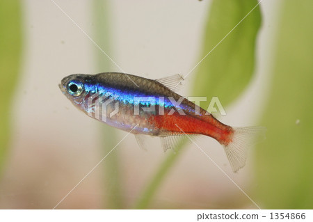 水下珠寶霓虹燈 1354866